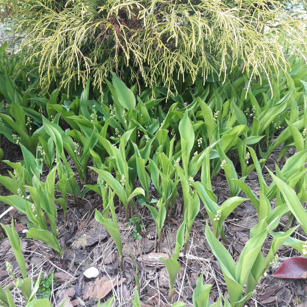 Pieds muguet avec racine, Jardin & Terrasse, Enlèvement, Printemps