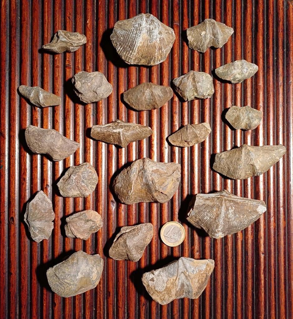 Lot de Brachiopodes fossiles - armpodes - sperifères - 21 pi, Collections, Enlèvement ou Envoi, Fossile