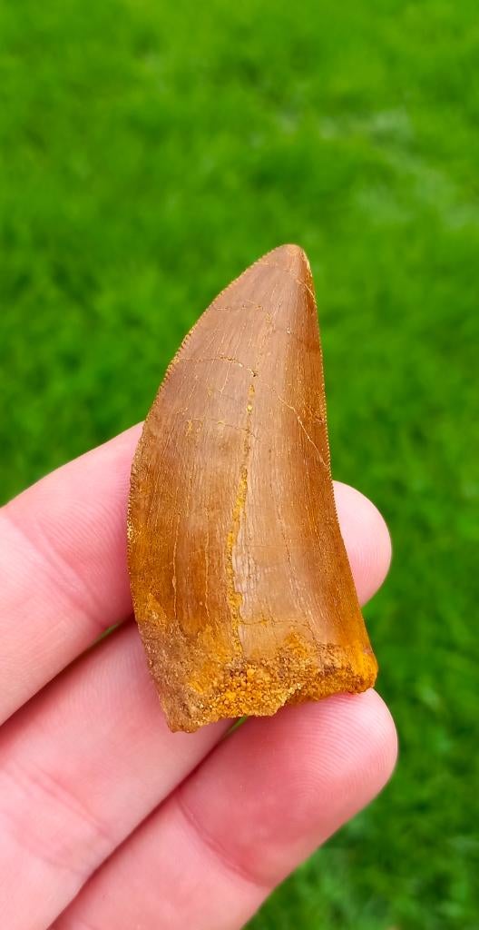 Carcharodontosaurus tand dinosaurus fossiel, Ophalen of Verzenden, Fossiel