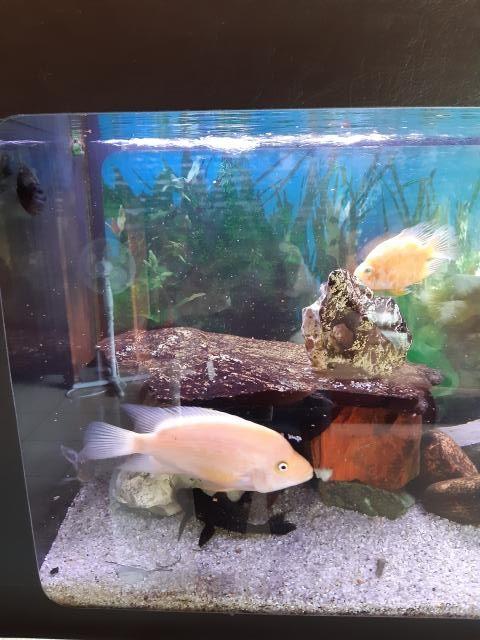 Aquarium 120 x 30 x 60, Dieren en Toebehoren, Ophalen, Gebruikt, Leeg aquarium