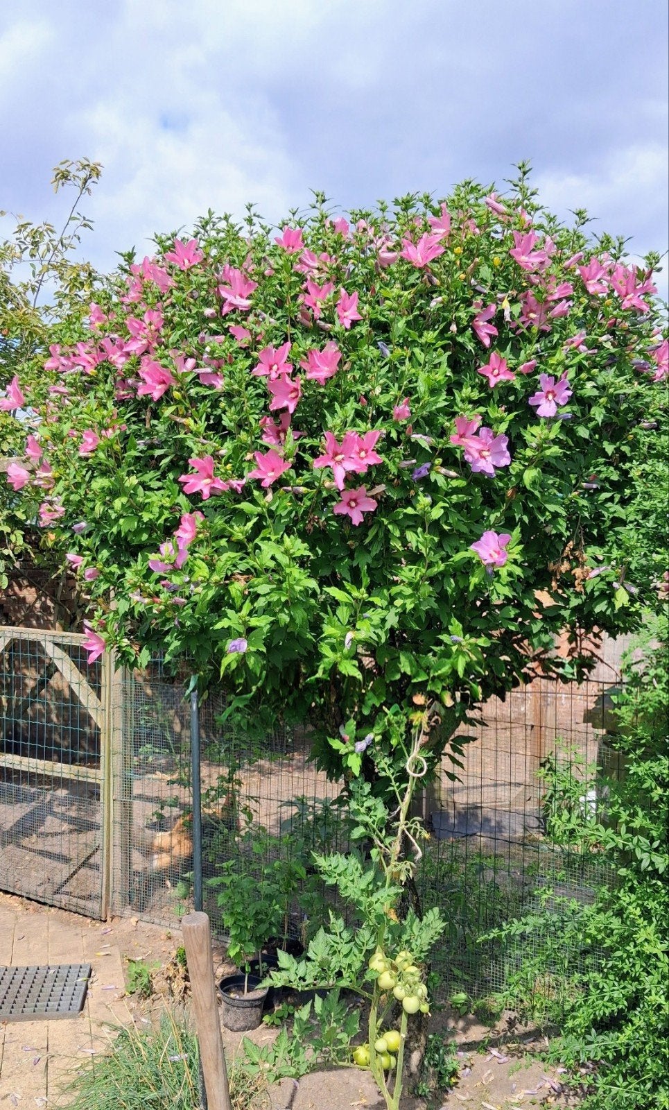 Plant of boontjes ibiscus, Enlèvement