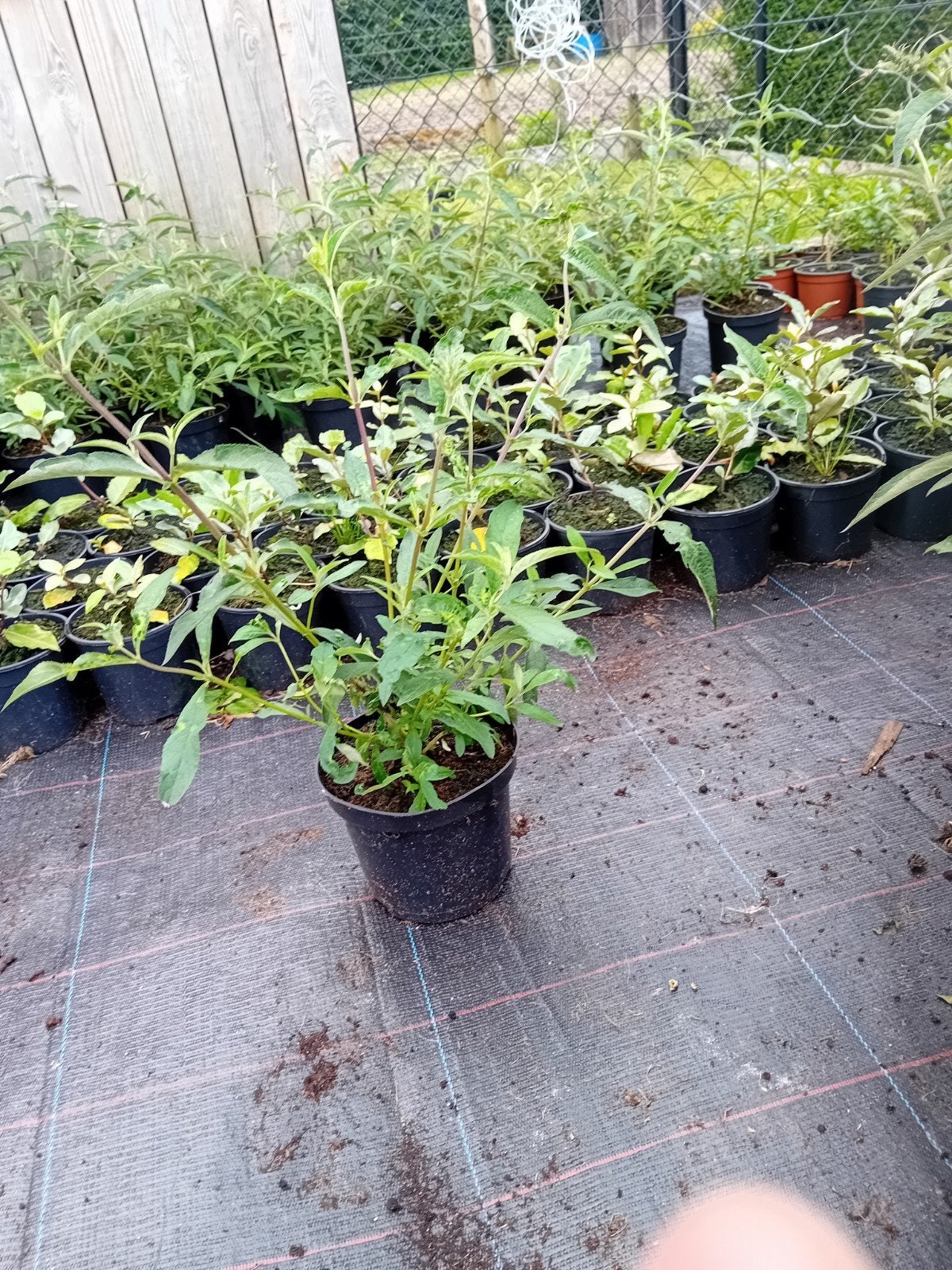 Buddleja Davidii, Tuin en Terras, Planten | Struiken en Hagen, Ophalen