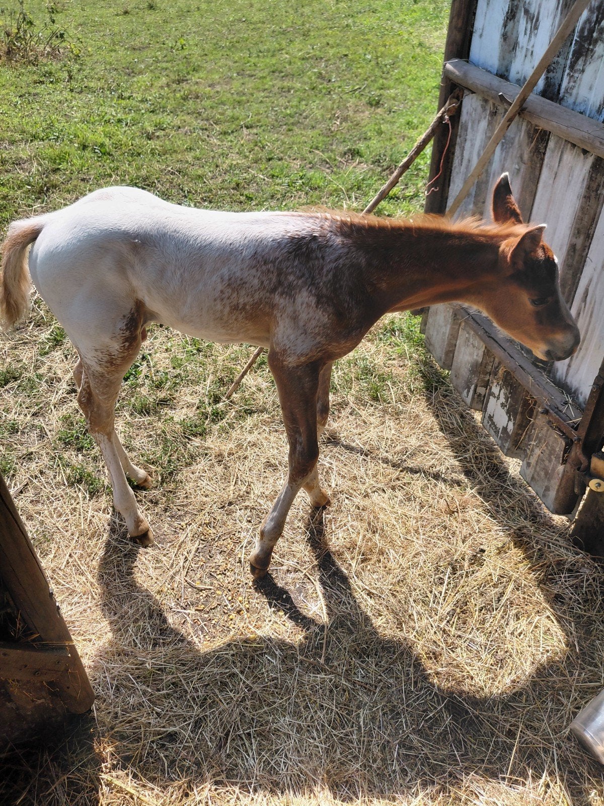 Poulain appaloosa, Étalon, M