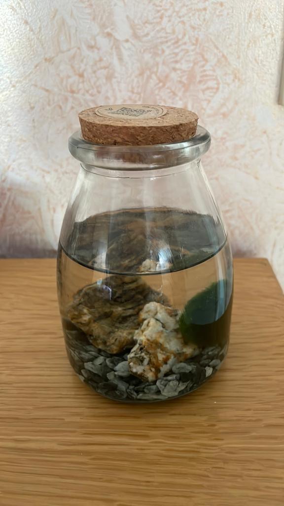 Marimo, Ophalen of Verzenden