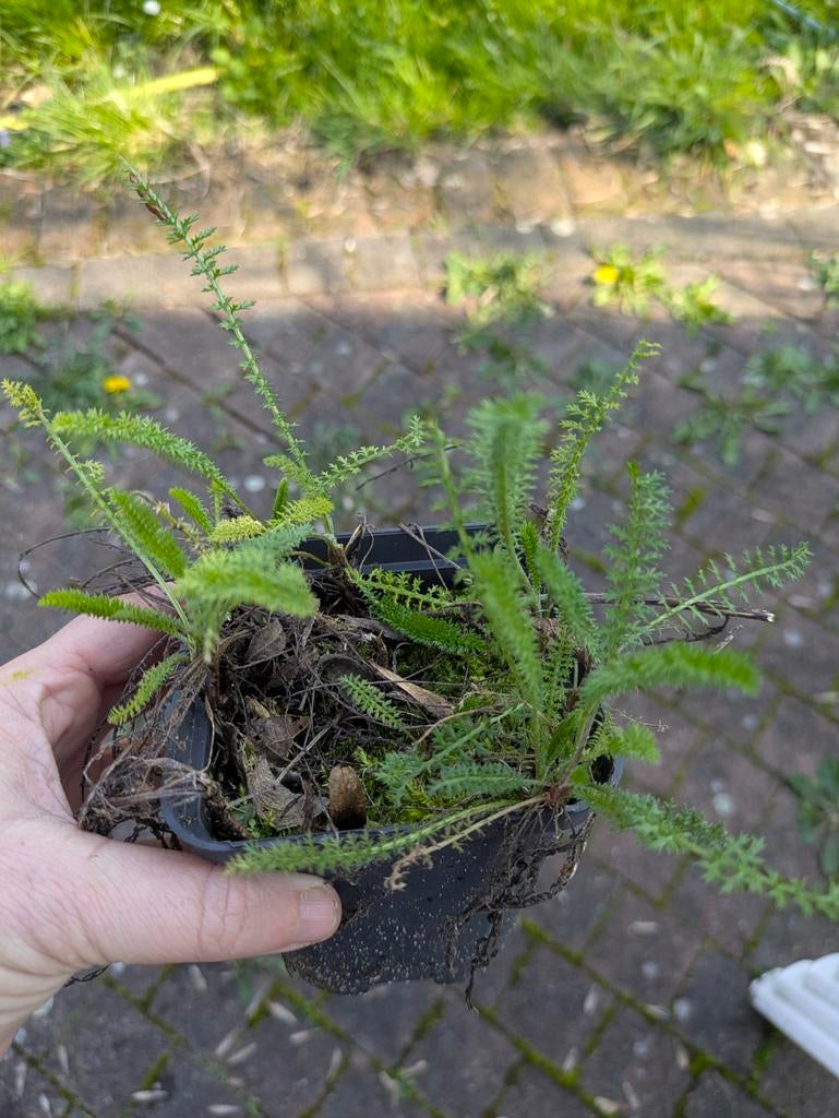 Duizendblad, Tuin en Terras, Ophalen, Vaste plant