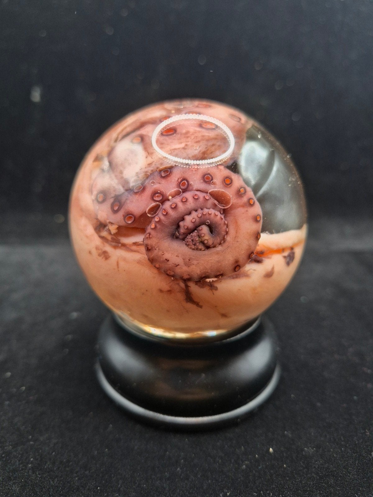 Echte octopustentakel - bol van 8 cm (Cabi), Ophalen of Verzenden, Nieuw, Overige typen