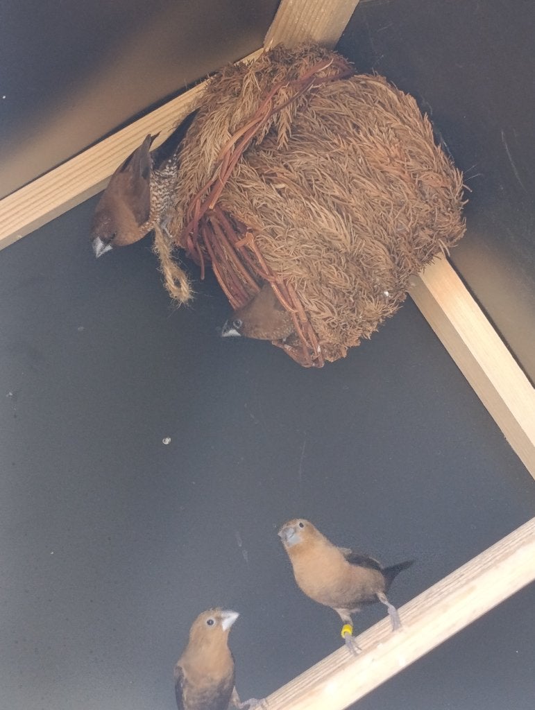 Vogels, Mâle, Oiseau tropical