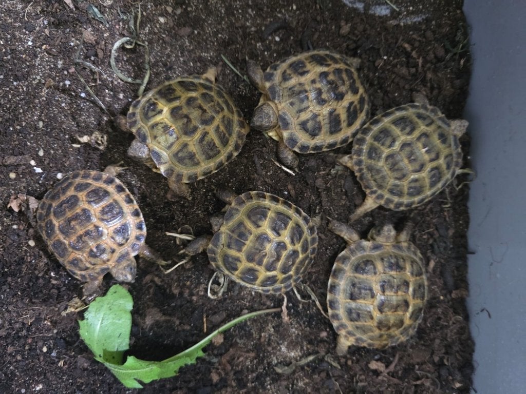 Schildpad, Animaux & Accessoires, Reptiles & Amphibiens, Tortue, 0 à 2 ans