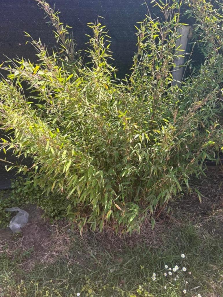 Sier bamboe, Tuin en Terras, Planten | Struiken en Hagen, Struik, Bamboe, Ophalen