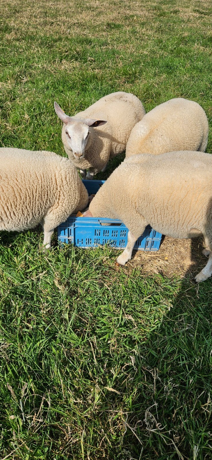 4 gezonde mooie lammeren ( 3 ooien en 1 ram) voor 800 samen., Dieren en Toebehoren