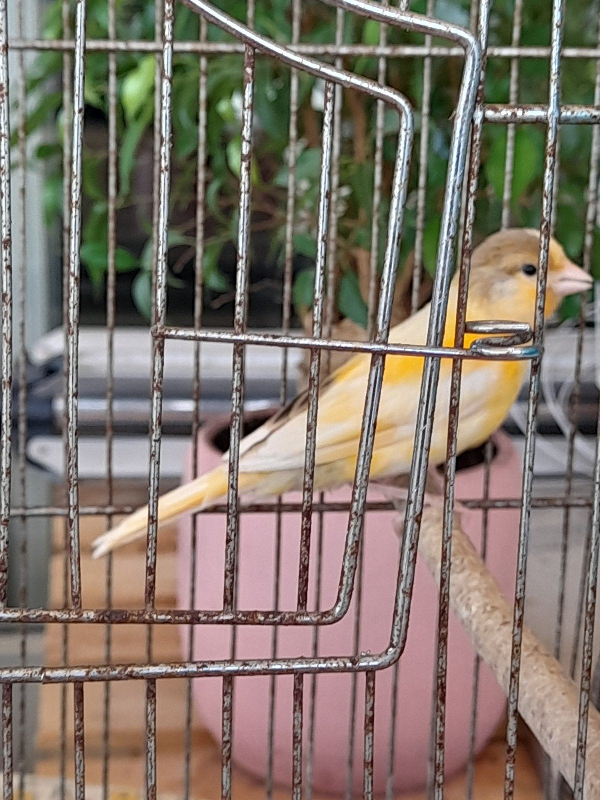 kanariepop, Dieren en Toebehoren, Vogels | Overige Vogels, Geringd