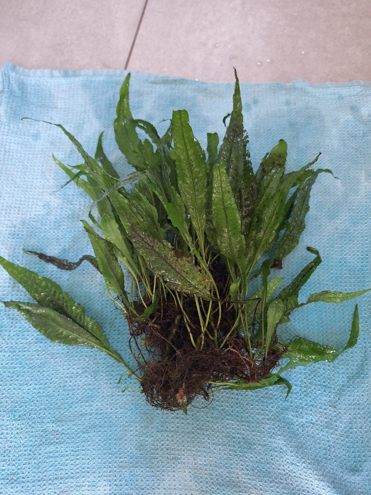 aquariumplanten., Dieren en Toebehoren, Ophalen