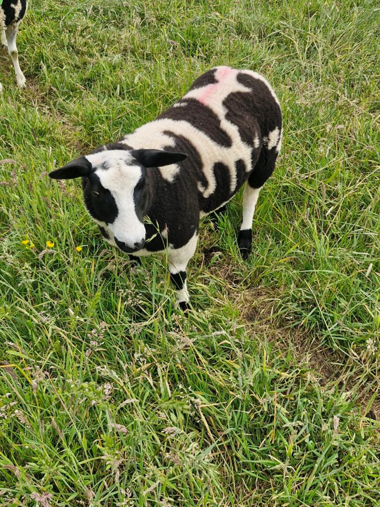Bokken, Dieren en Toebehoren, Schapen, Geiten en Varkens