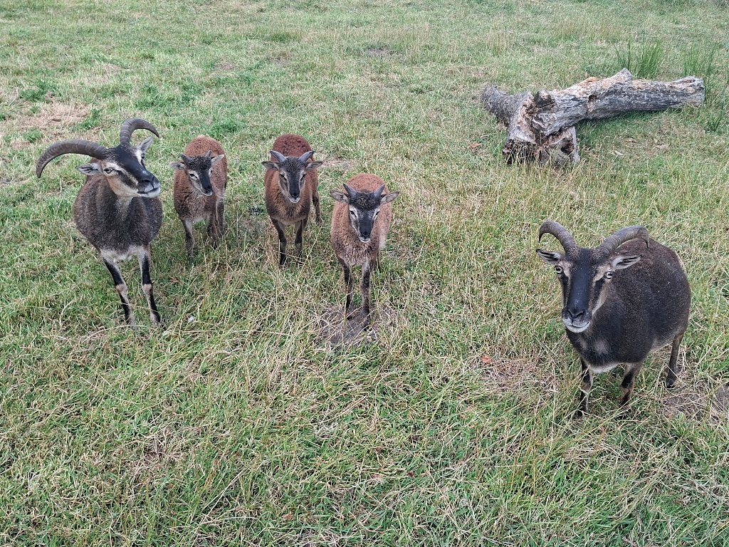 Soay schaap ram, Mâle, Mouton, 0 à 2 ans