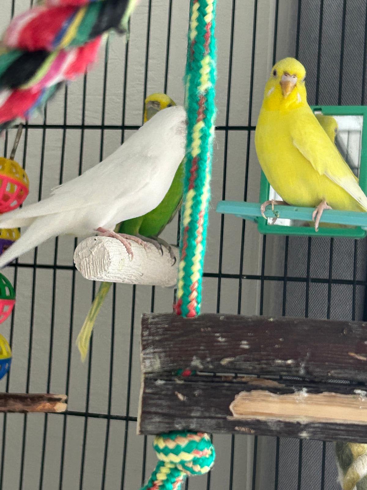 3 grasparkieten met toebehoren en vogelkooi! Gratis, Vrouwelijk, Parkiet