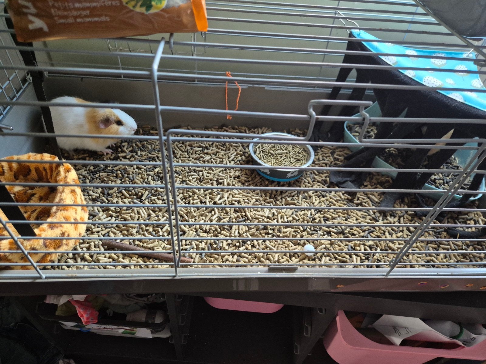 2 cavias met toebehoren en eten, Enlèvement