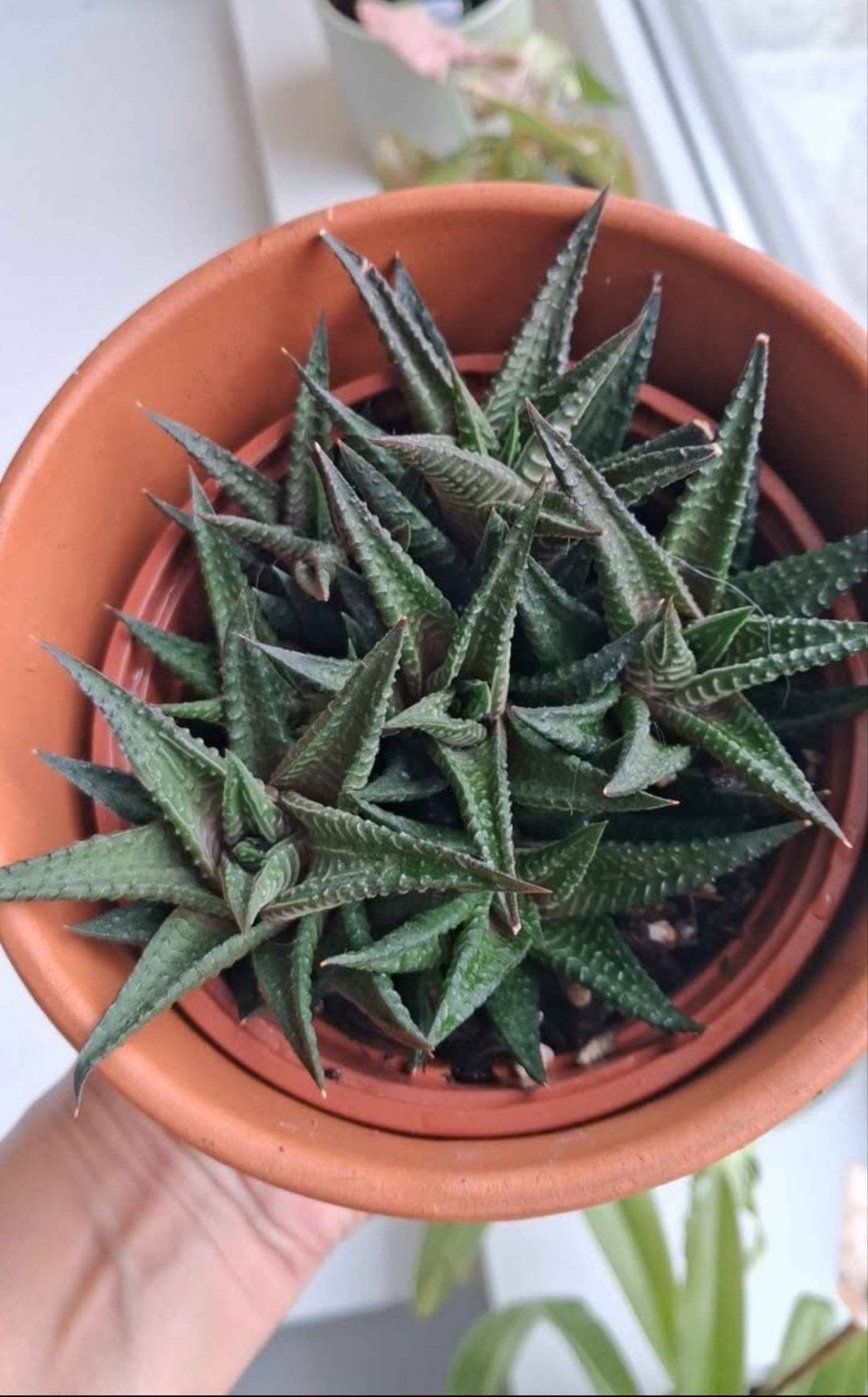 Haworthia limifolia, Maison & Meubles, Plantes d'intérieur, Plante succulente, En pot, Moins de 100 cm, Plante verte