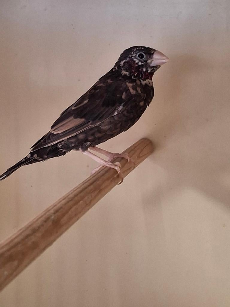 Bandvink, Dieren en Toebehoren
