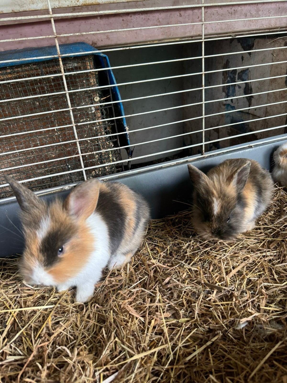 Leeuwekopjes / dwergkonijntjes, Plusieurs animaux, Petit, 0 à 2 ans
