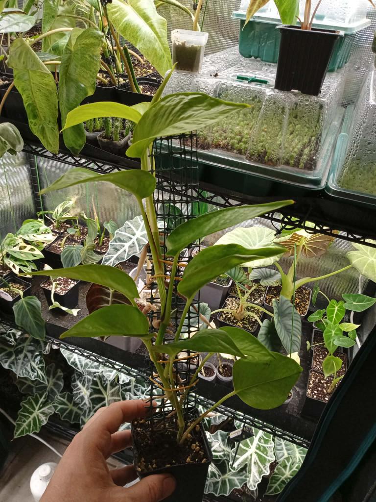 Epipremnum pinnatum golden pothos, Huis en Inrichting, Kamerplanten, Overige soorten, Minder dan 100 cm, Groene kamerplant, Halfschaduw