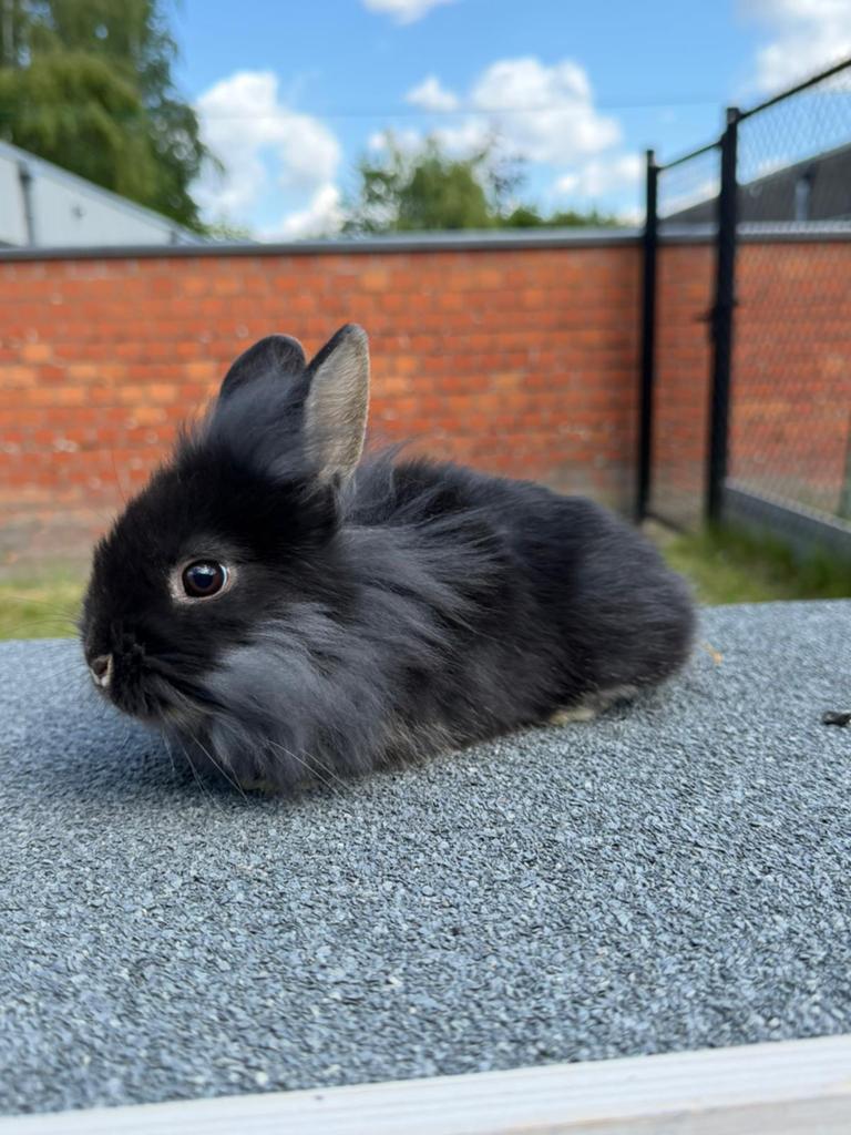 Dwergkonijn Leeuwenkop te koop, Dieren en Toebehoren, Konijnen, Klein