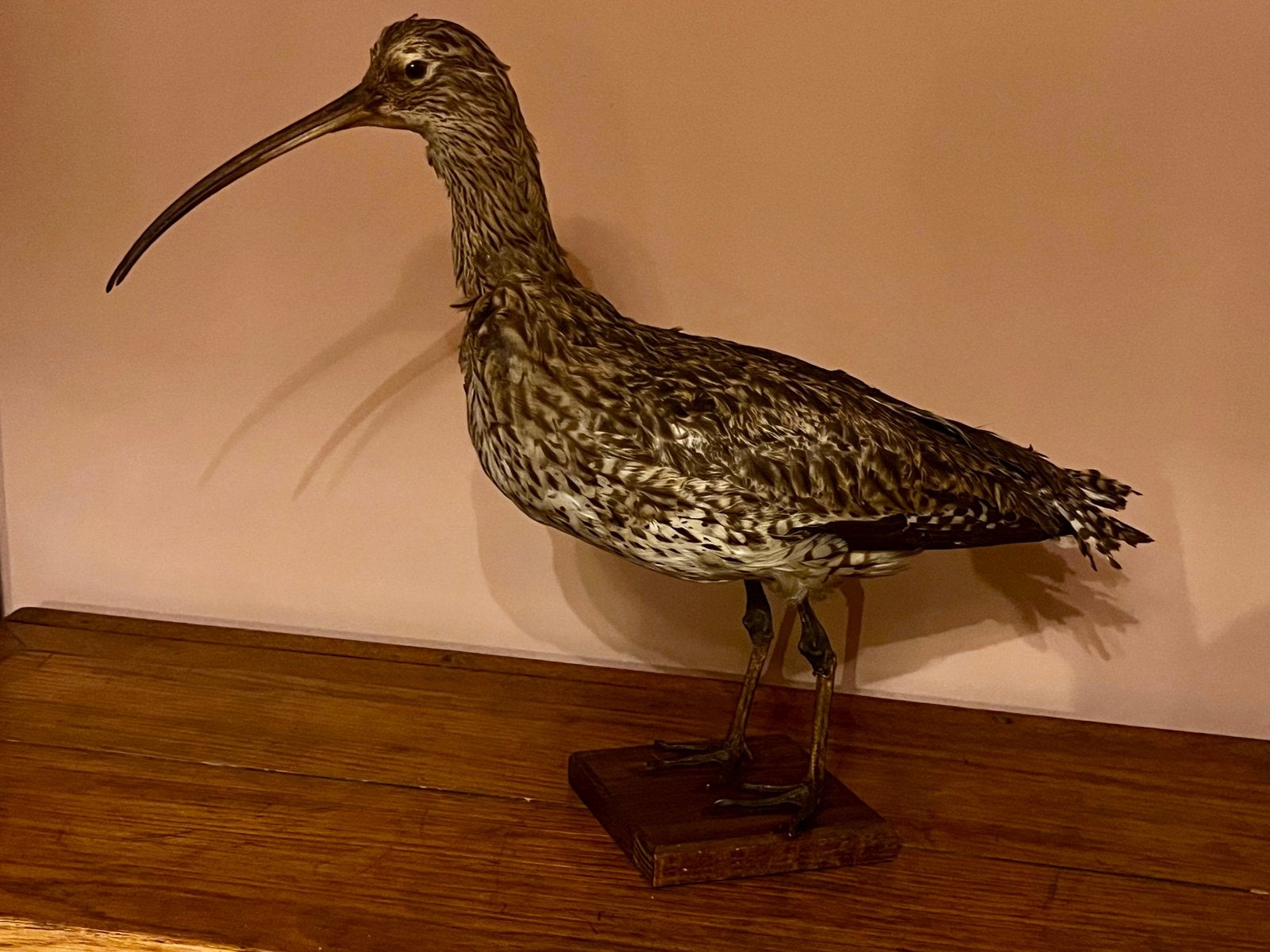 Taxidermie Wulp, Ophalen, Gebruikt, Vogel