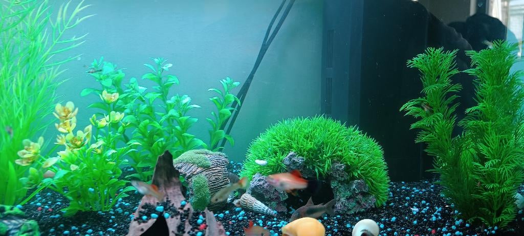 Guppies, Poisson, Poisson d'eau douce