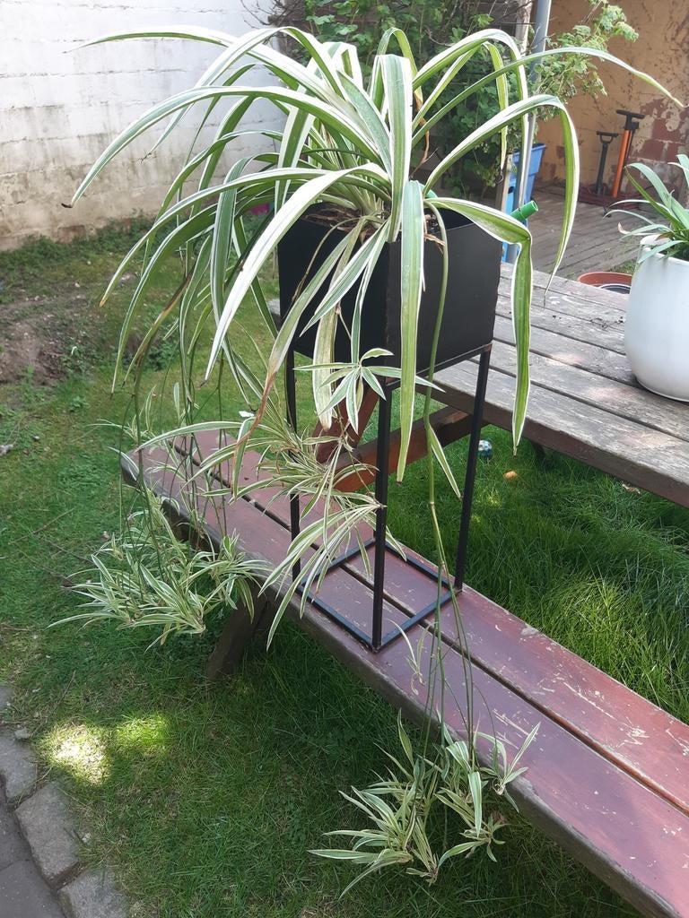 Graslelie, Tuin en Terras, Planten | Tuinplanten, Ophalen