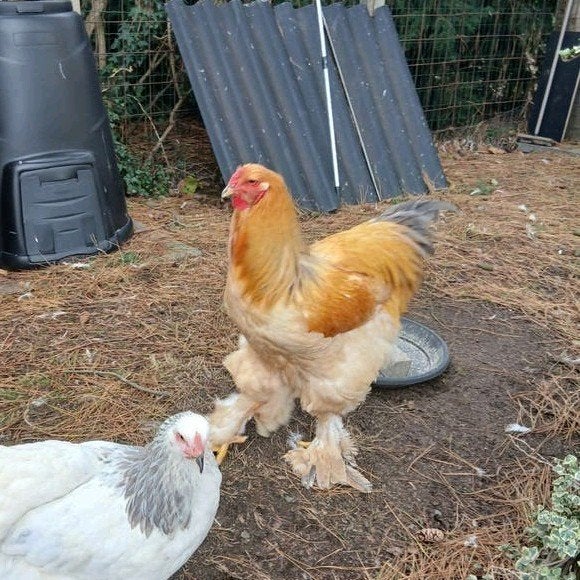 2 jonge brahma hanen groothoender van dit jaar !, Dieren en Toebehoren