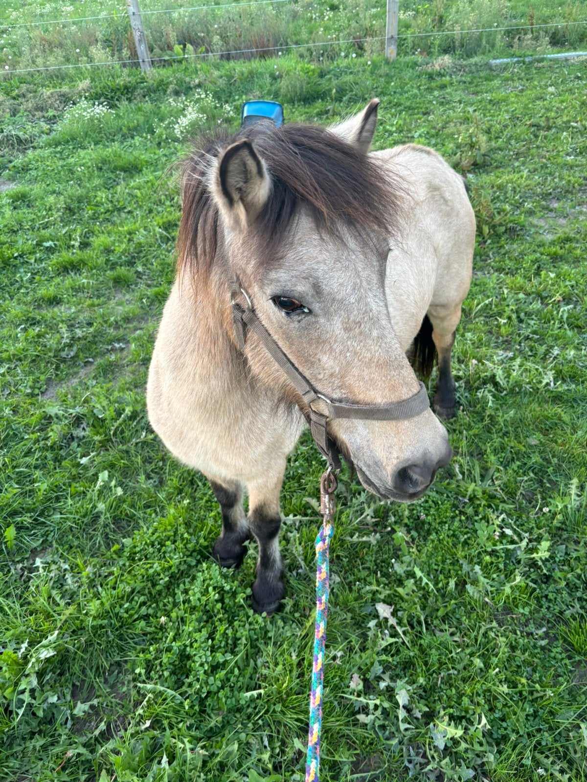 Valk merrie in opdracht, Dieren en Toebehoren, Merrie