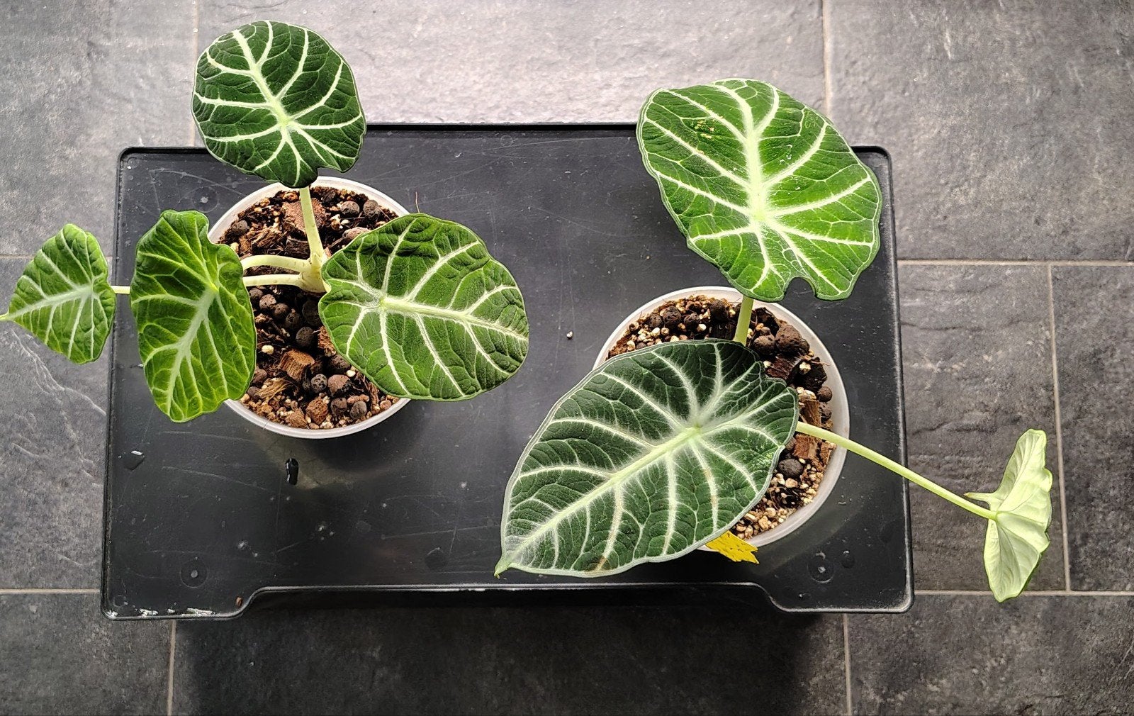 Medium sized plantjes te koop, Maison & Meubles, Enlèvement
