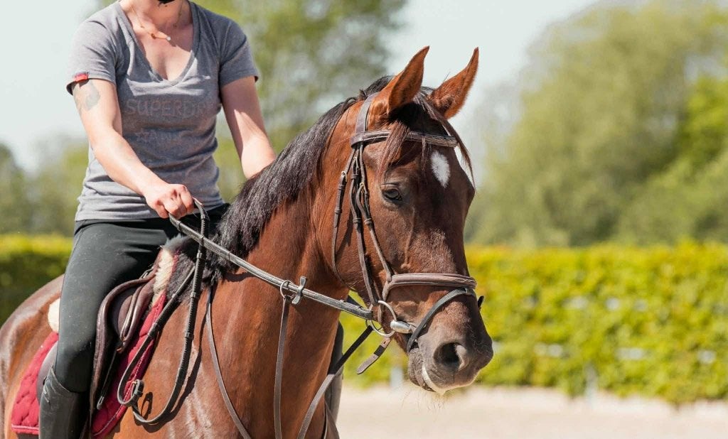 5 jarige merrie, B, Avec pedigree, 160 à 165 cm, Cheval de saut