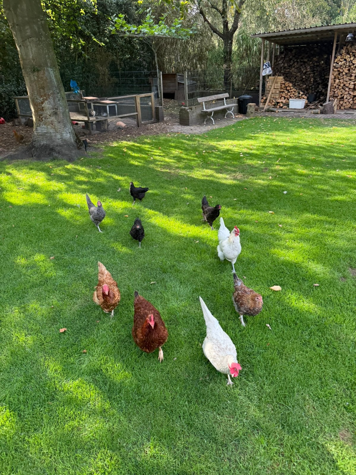 Sierkippen, Dieren en Toebehoren, Kip
