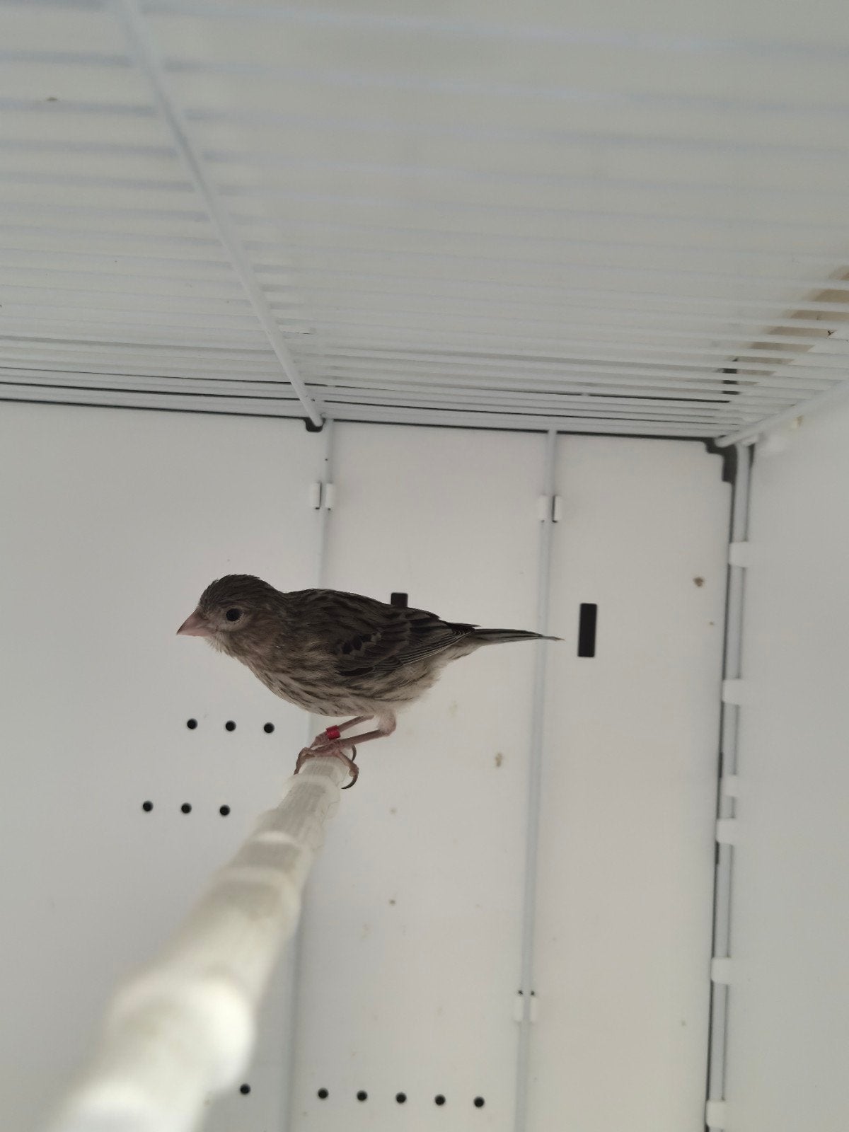 Kanarie pop 2026, Dieren en Toebehoren, Vrouwelijk, Zangkanarie