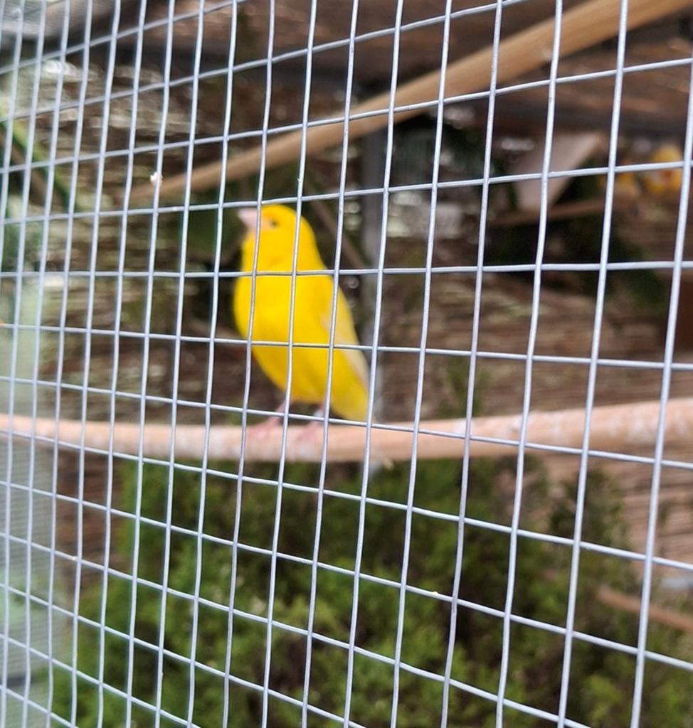 Top jaune intensief Mâle.