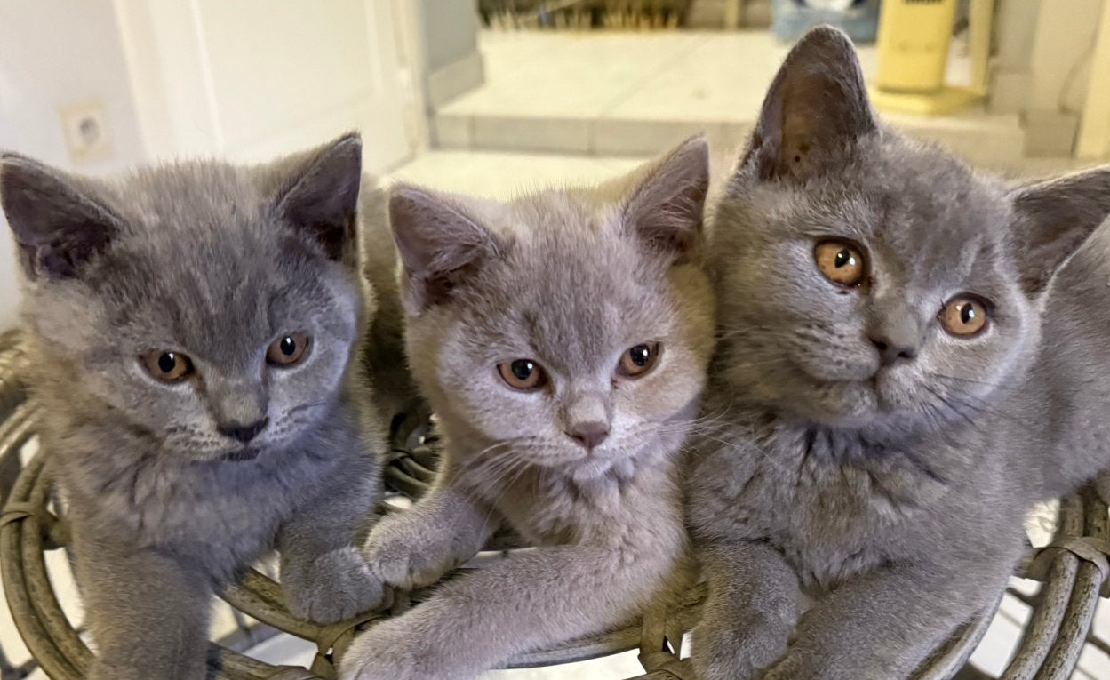 Britse Korthaar kittens  Blauwe & Lilac -  Vertrekklaar, Meerdere dieren, Gechipt, 0 tot 2 jaar