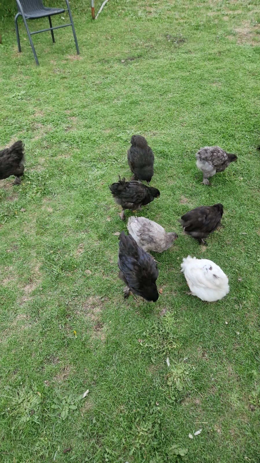 Kippen (kuikens) Te koop, Dieren en Toebehoren, Meerdere dieren, Kip