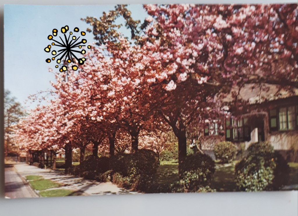 Oude PC BOSVOORDE / BOITSFORT Bloeiende kersenbomen  Ref 74, Enlèvement ou Envoi, 1920 à 1940, Affranchie, Bruxelles (Capitale)