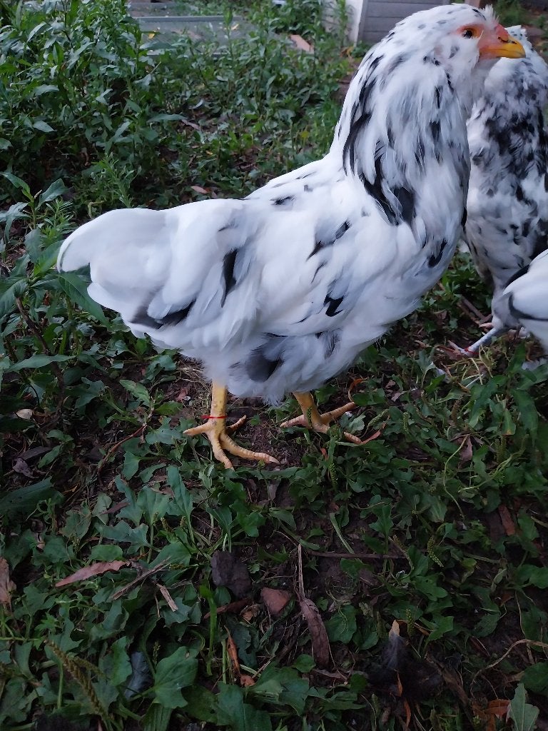 Ermine groenlegger haan, Mâle, Poule ou poulet
