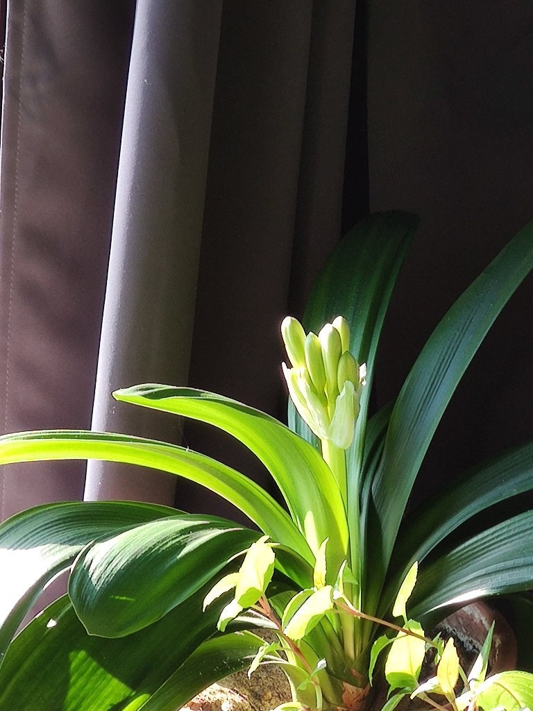 Clivia kamerplant, Maison & Meubles, Plantes d'intérieur, Autres espèces, Plante à fleurs, Moins de 100 cm, Enlèvement