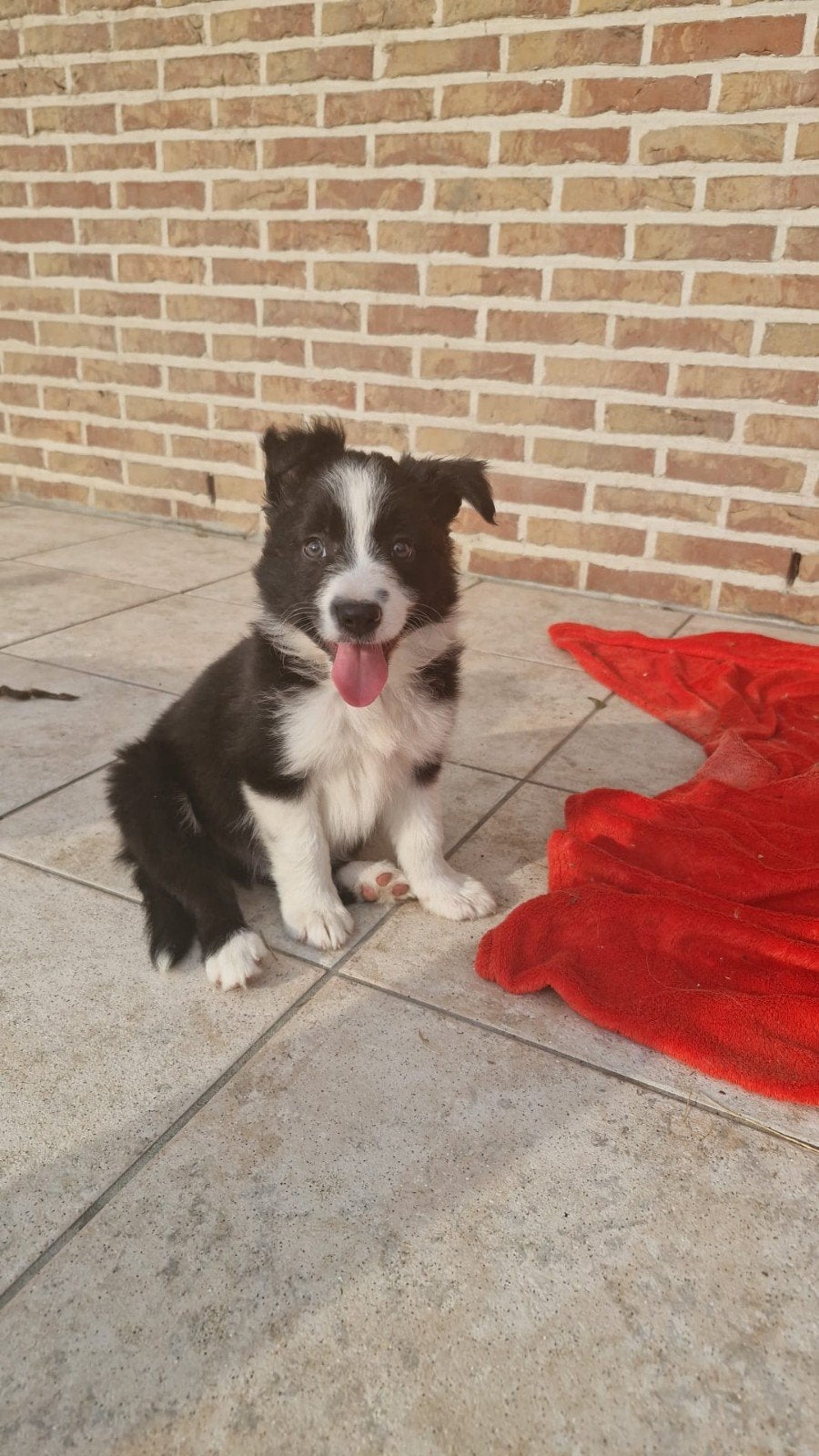 border collie pups (enkel reutjes), Dieren en Toebehoren, Honden | Herdershonden en Veedrijvers, België, Particulier, Reu, 8 tot 15 weken