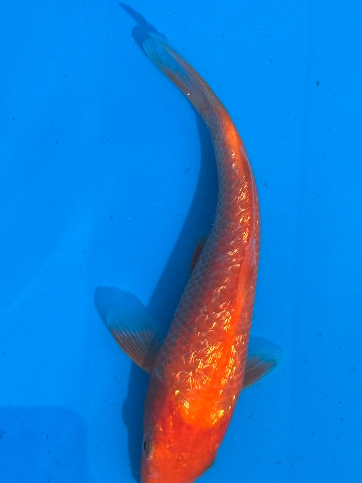 Tosai Red Karashigoi Maruhiro., Dieren en Toebehoren, Vissen | Vijvervissen