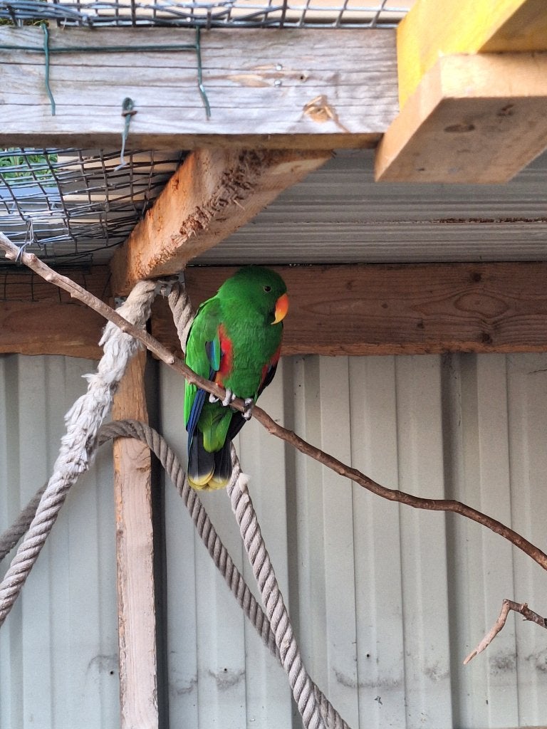 Perroquet eclectus, Animaux & Accessoires, Oiseaux | Perruches & Perroquets, Plusieurs animaux, Perroquet, Bagué