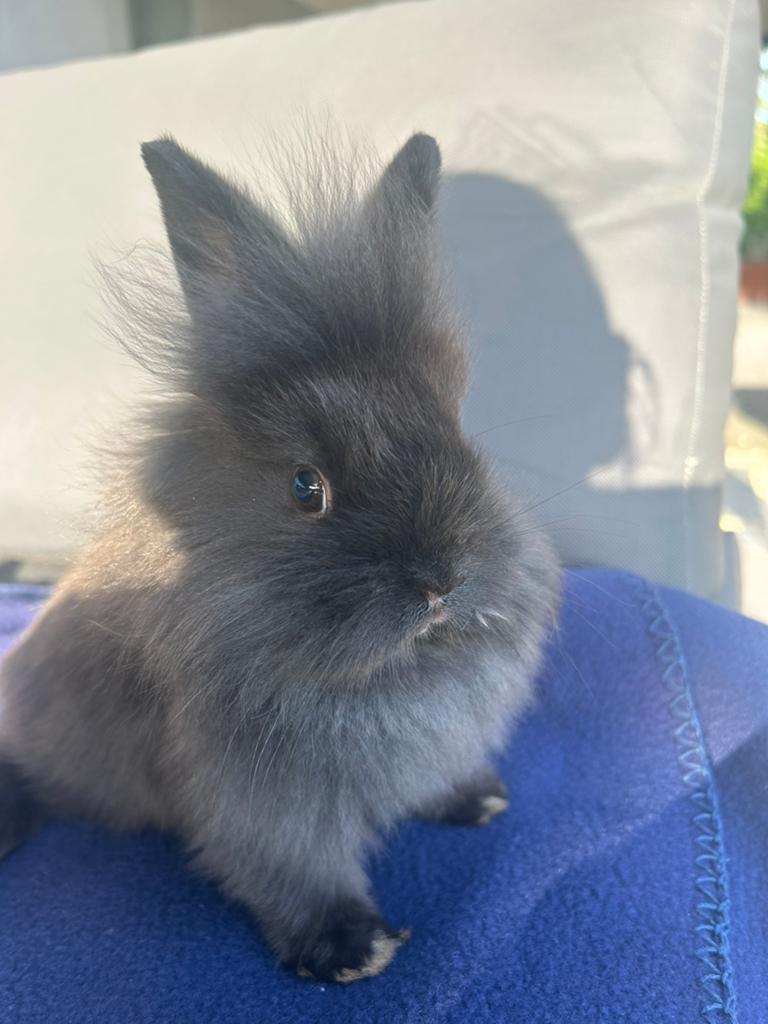 Klein super lief tam dwergkonijntje, Dieren en Toebehoren, Mannelijk, Klein, 0 tot 2 jaar