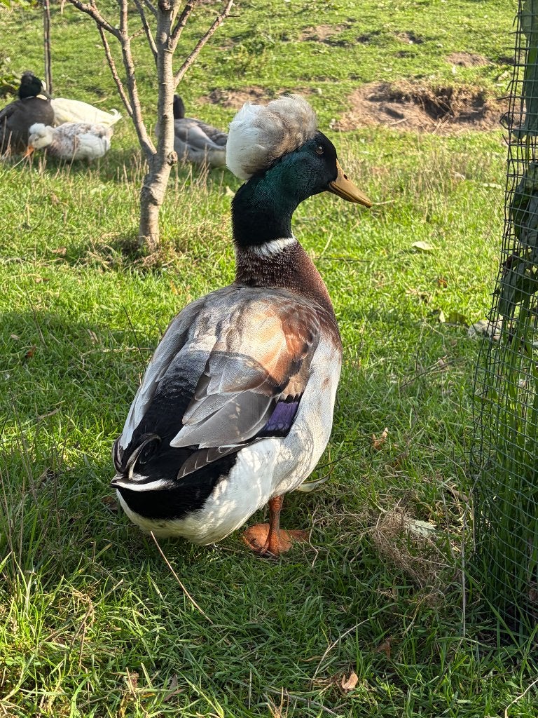 Oud-Hollandse kuifeenden, Dieren en Toebehoren, Mannelijk, Eend