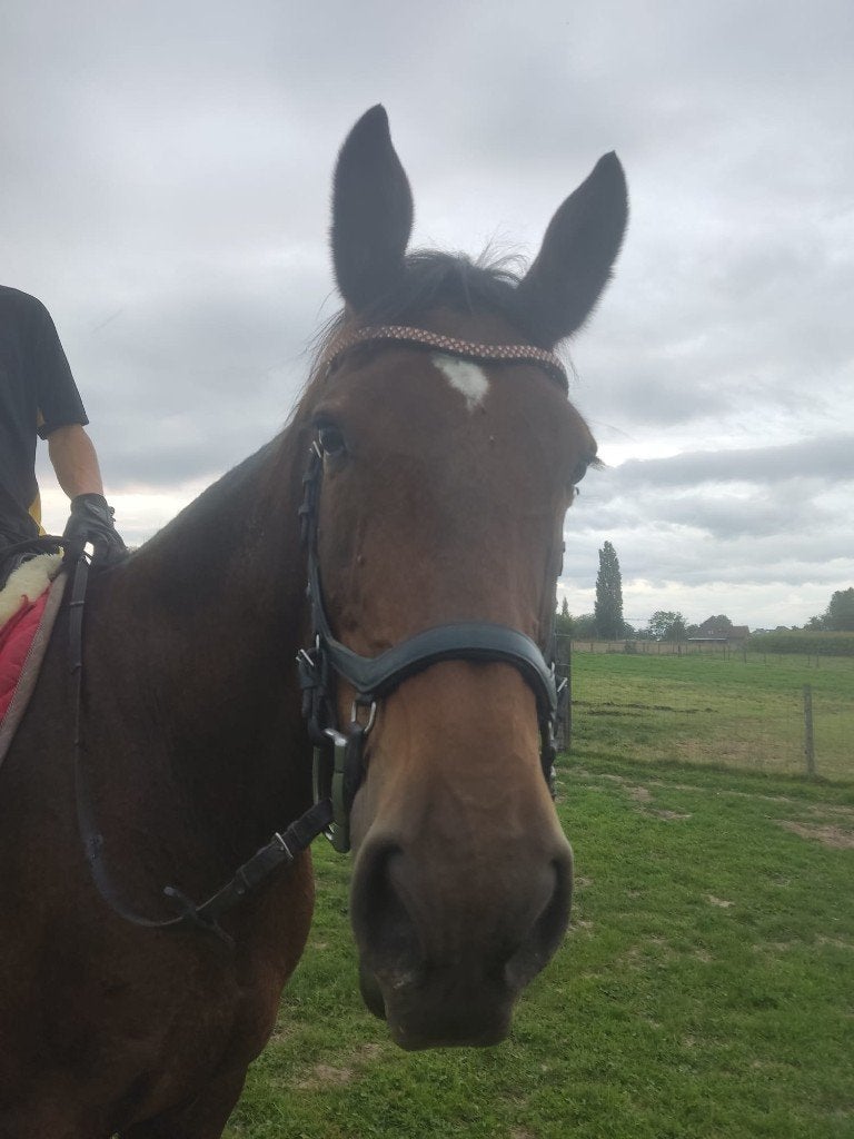 Brave allround ruin, Dieren en Toebehoren, Paarden, Ruin, L, 165 tot 170 cm, 11 jaar of ouder, Recreatiepaard, Met stamboom, Gechipt