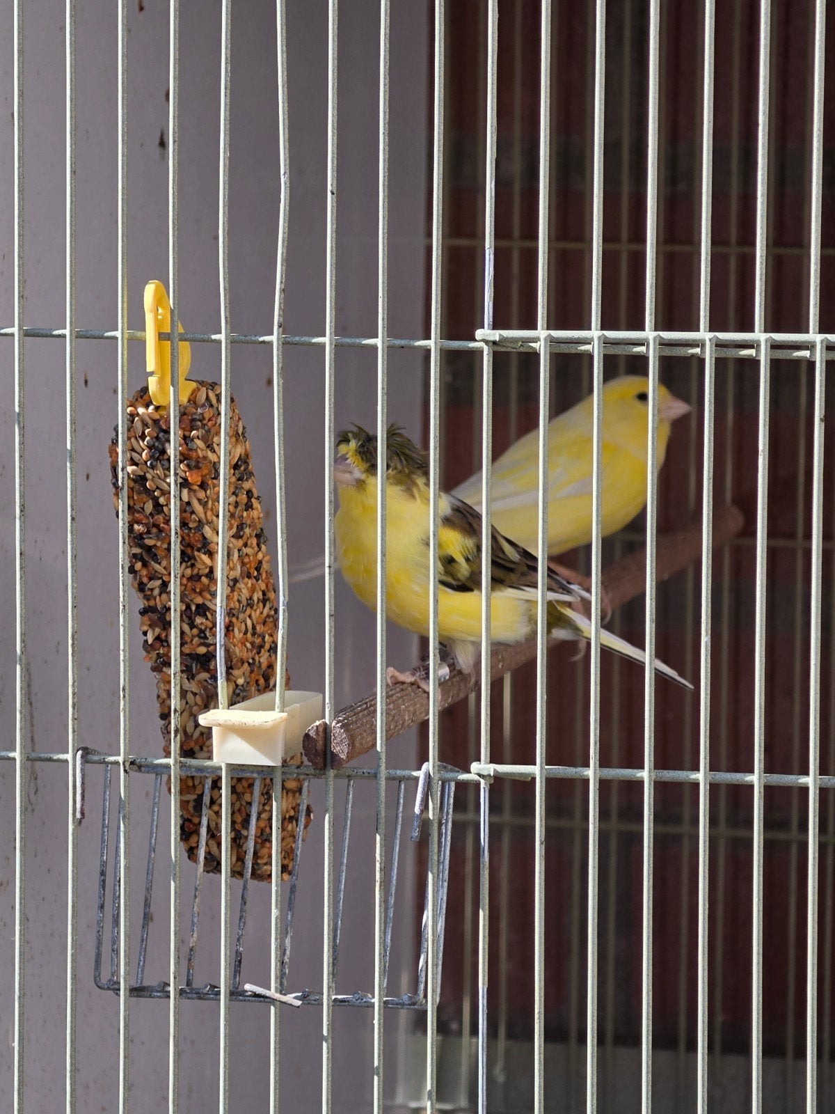 kanarie,s en koppel zebra vink te koop, Dieren en Toebehoren, Vogels | Kanaries
