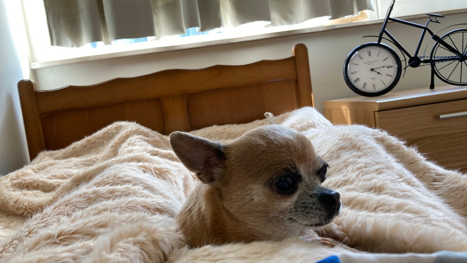 Chiwawa, Dieren en Toebehoren, 6 jaar of ouder, België, Particulier, Teef