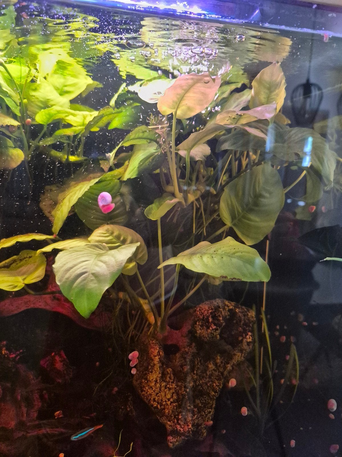 anubias aquariumplant