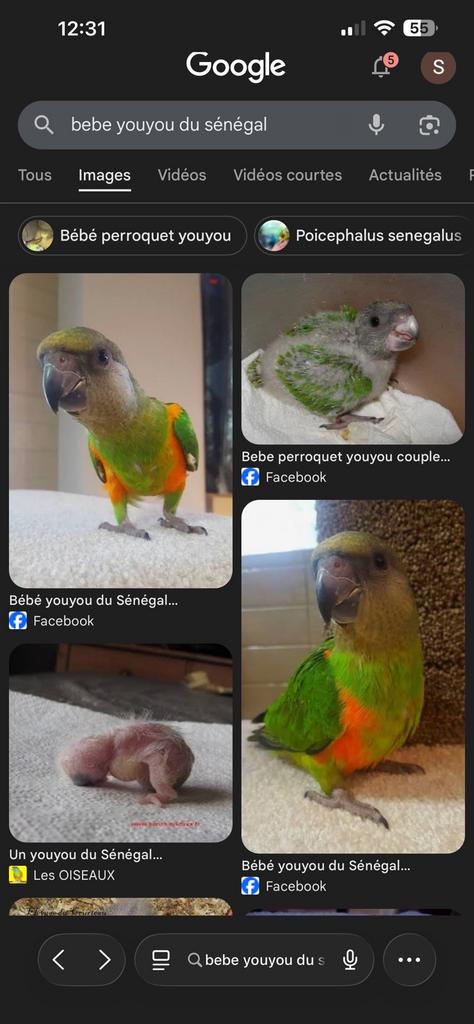 CHERCHE un bébé youyou, Animaux & Accessoires